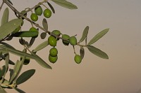 oliwki