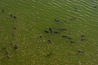 zapora